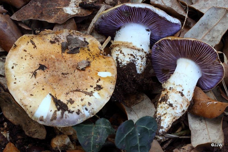 Cortinarius caligatus